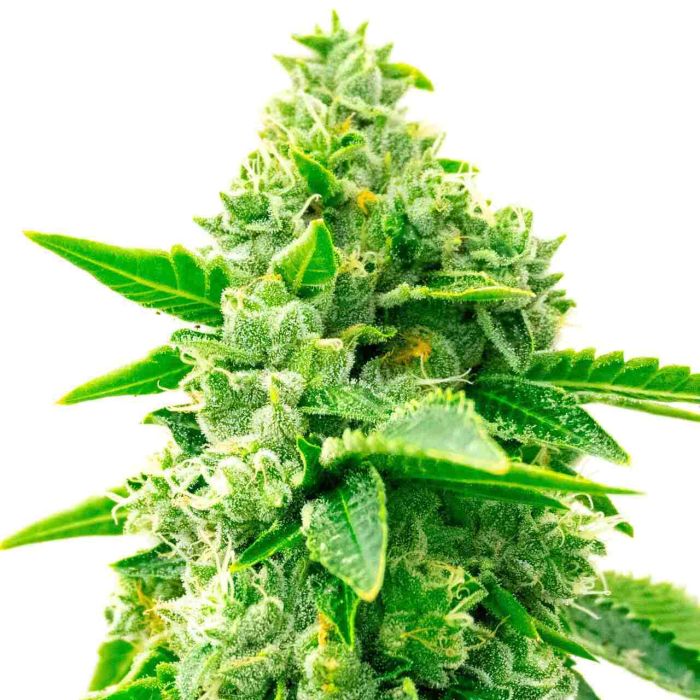 Trainwreck Feminized Cannabis Seeds