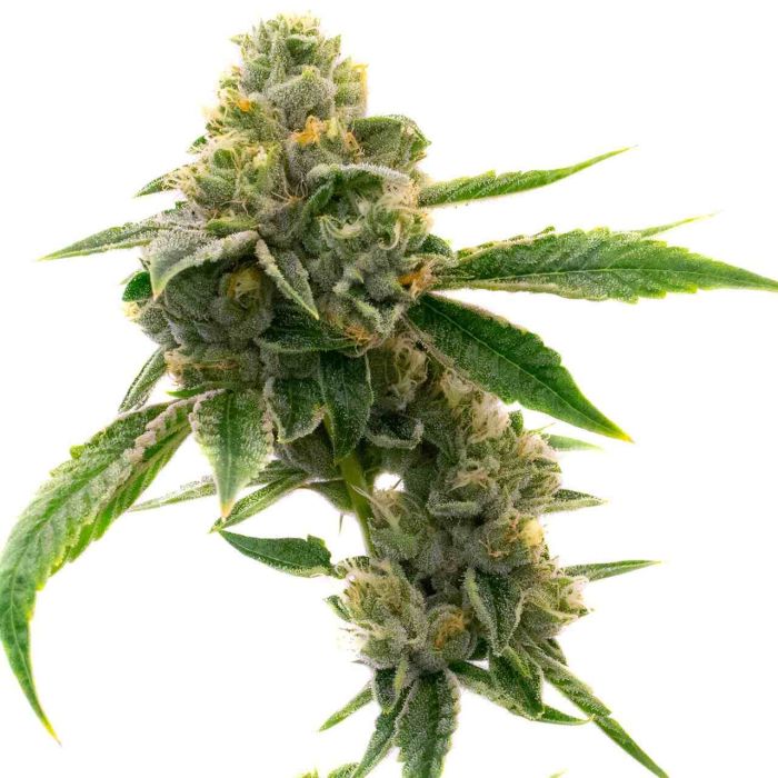 CBD White Widow Autoflower Cannabis Seeds