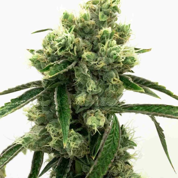 Super Skunk Feminized Cannabis Seeds