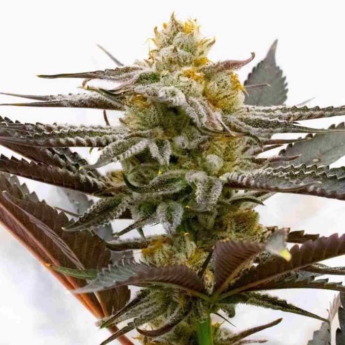 Sugar Black Rose Feminized Cannabis Seeds