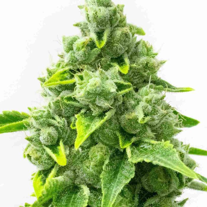 Rainbow Glue Feminized Cannabis Seeds