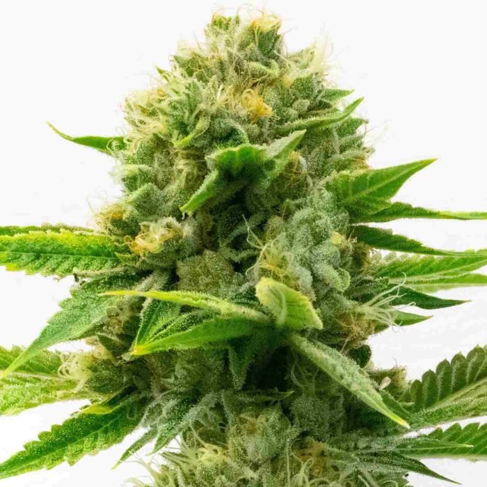 Fat Mazzy Feminized Cannabis Seeds