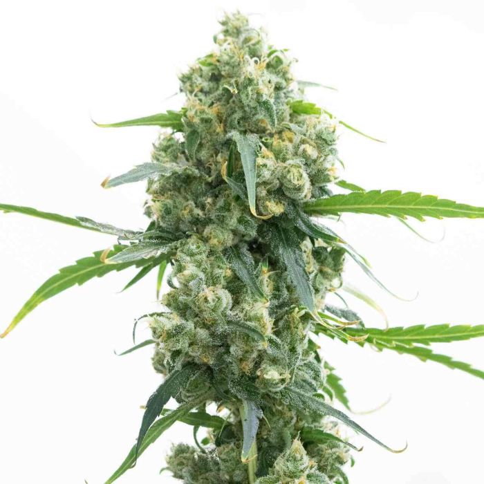 Lowryder Autoflower Cannabis Seeds