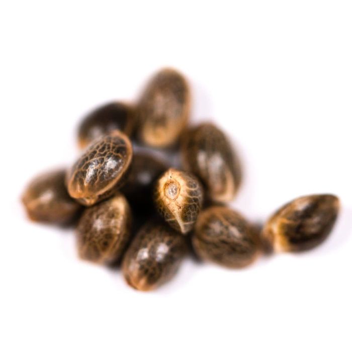 Sour Diesel Autoflower Cannabis Seeds