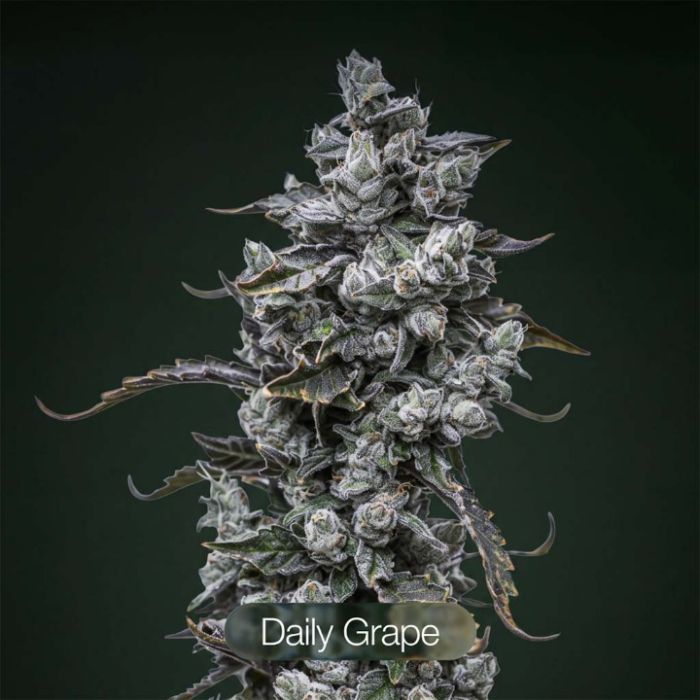 Tropic Thunder Funk + Endless Glue + Daily Grape Clone Bundle