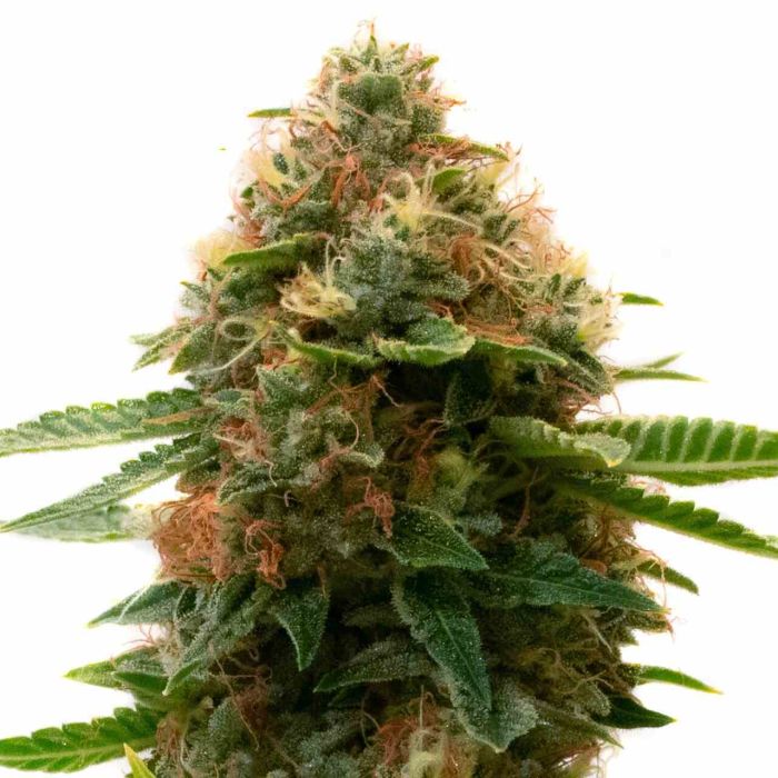 Shishkaberry Kush Feminized Cannabis Seeds