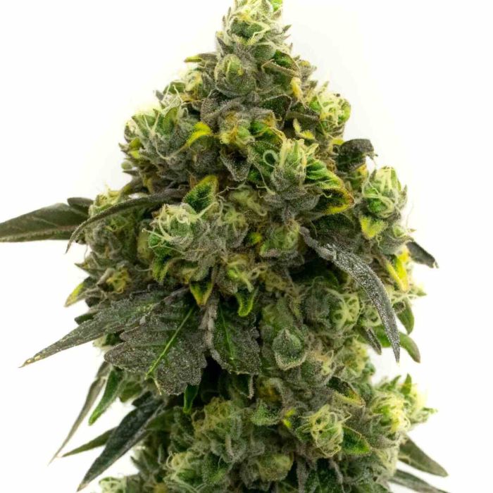 Alien Technology Regular Cannabis Seeds