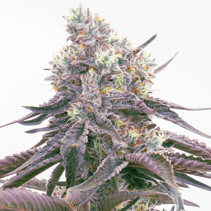 Grapericot Pie Autoflower Cannabis Seeds
