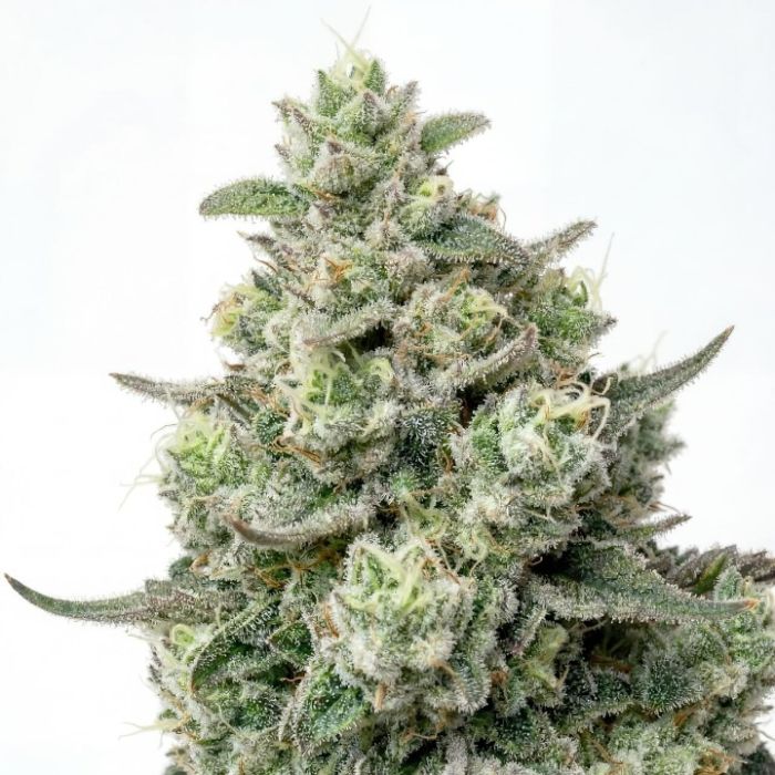 Diesel King Feminized