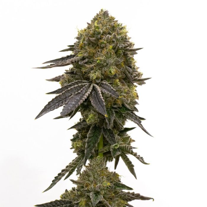 Beginner’s Feminized Mix Pack 
