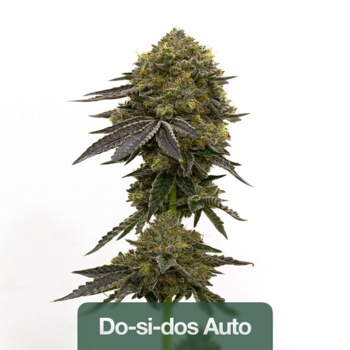2026 Bestselling Hybrid Auto Collection