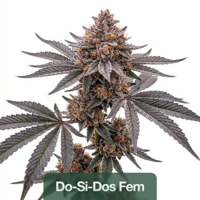 Beginner’s Seeds Mix Pack 