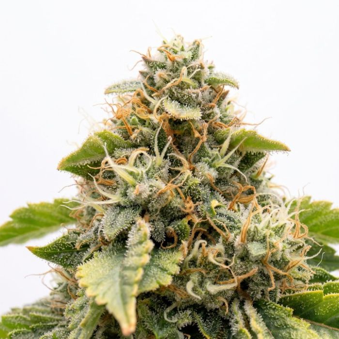 Doug’s Varin Seeds