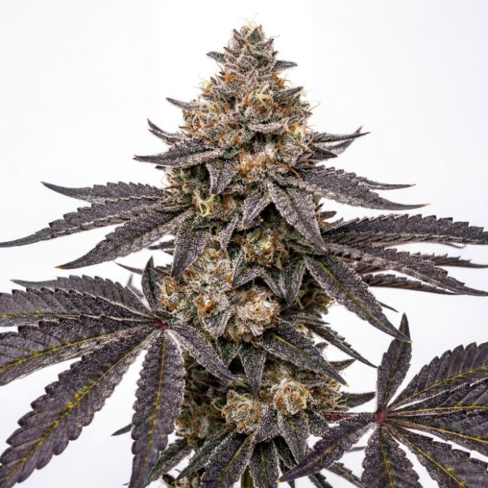 Hash Burger Feminized Cannabis Seeds
