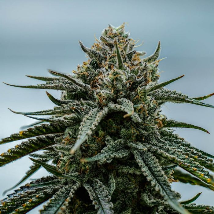 Dulce de Fresa x Deep Space Cannabis Clones