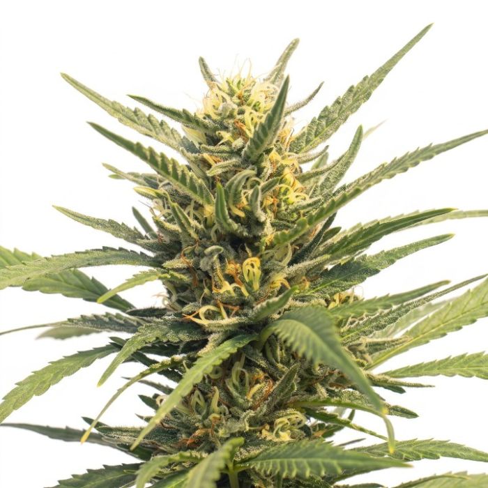 Durban Poison Autoflower