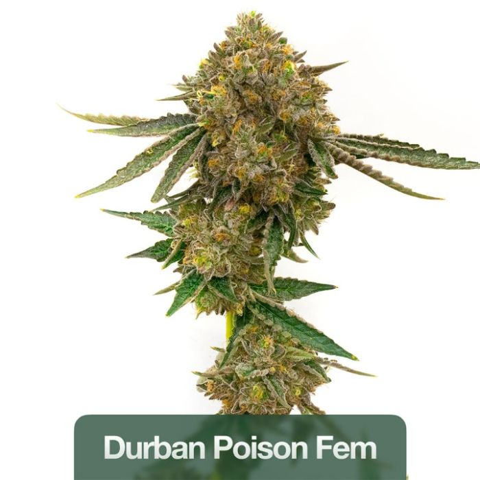 Sativa Feminized Mix Pack