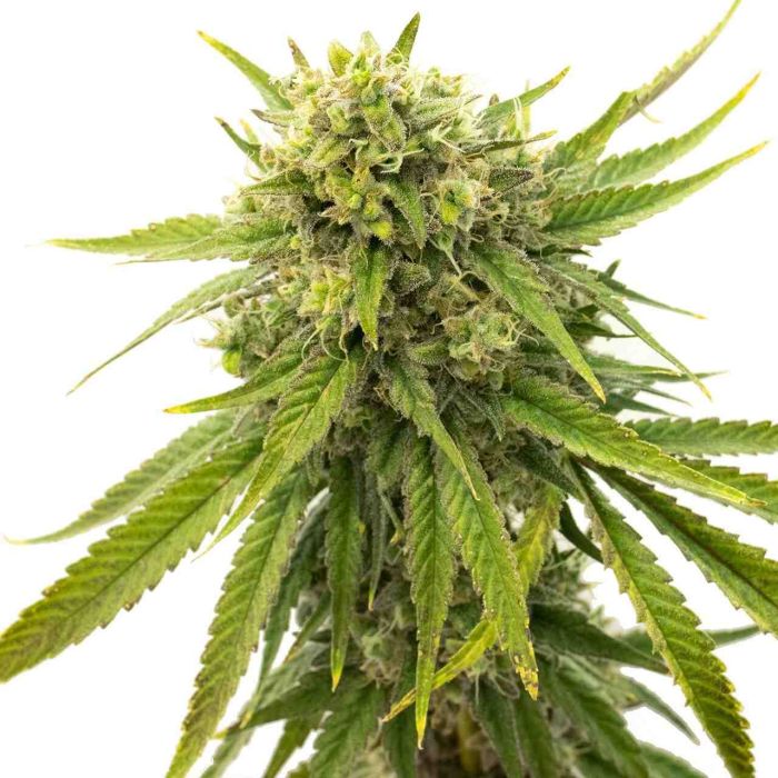 Kyle's Skywalker OG Feminized Cannabis Seeds