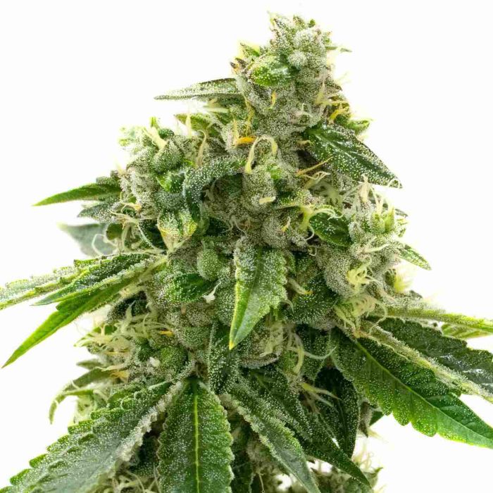 Critical Mass Autoflower Cannabis Seeds