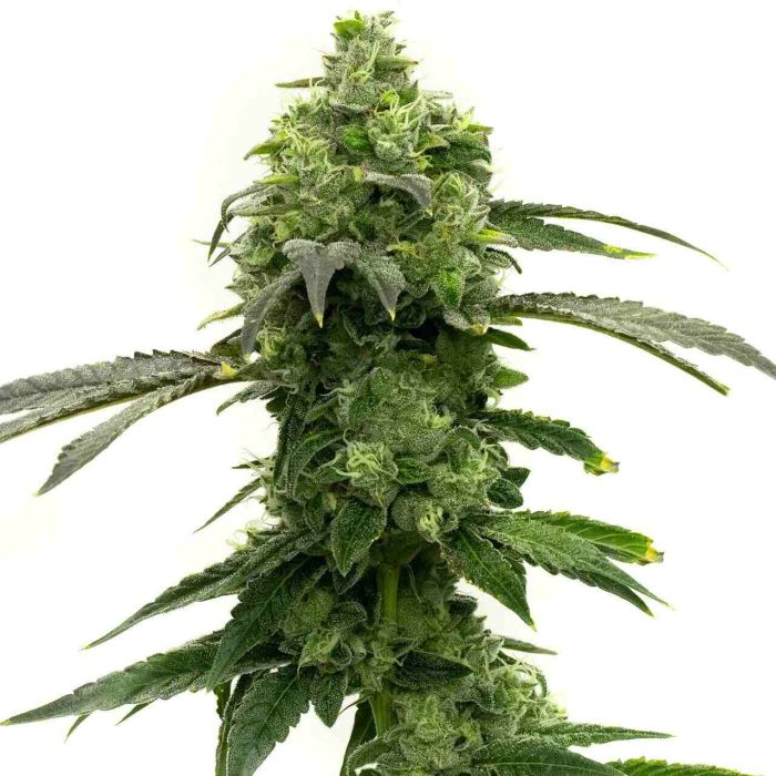 Super Lemon Haze Feminized Cannabis Seeds