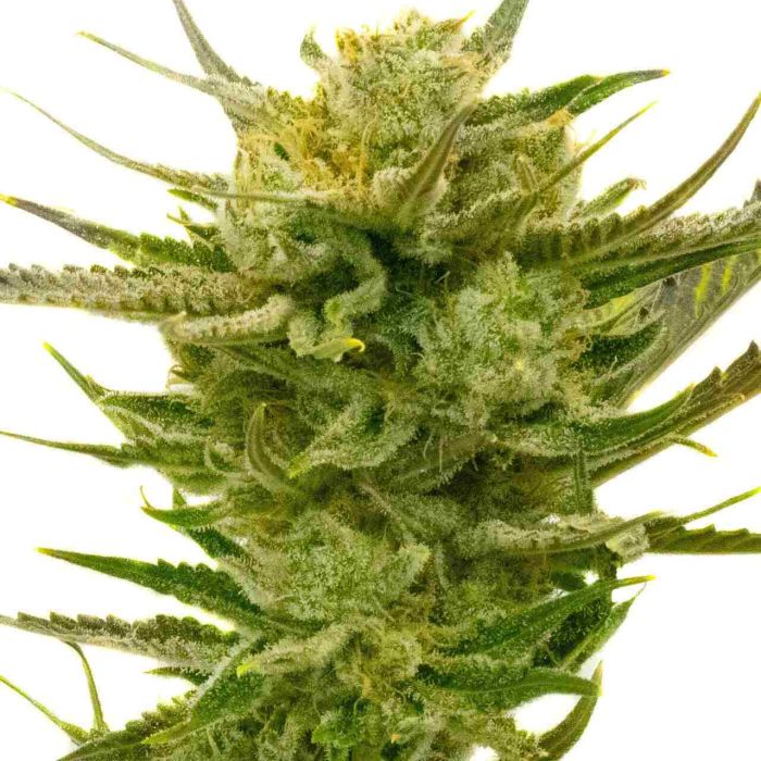 Lemon Autoflower Cannabis Seeds