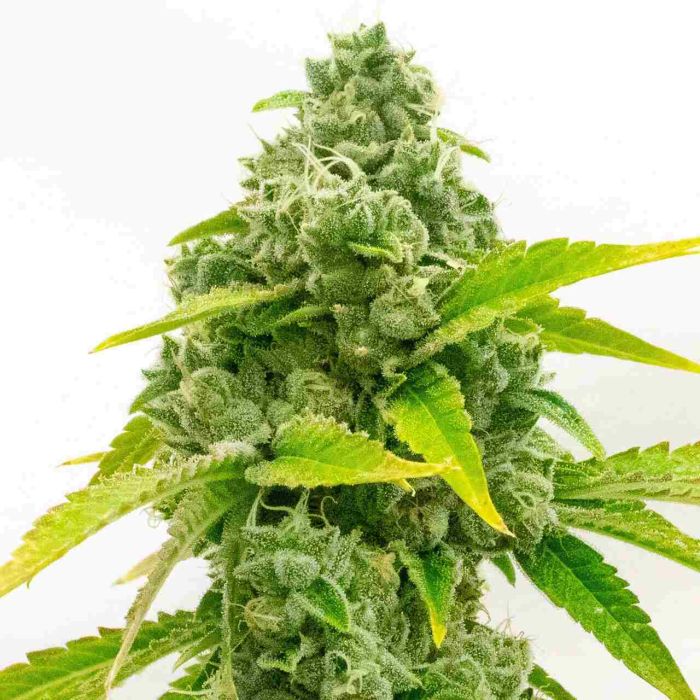 Zkittlez Autoflower Cannabis Seeds
