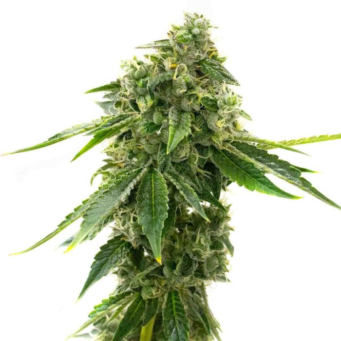 Critical Mass Autoflower Cannabis Seeds