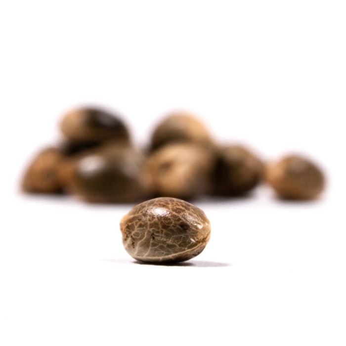 Granddaddy Purple Feminized Cannabis Seeds