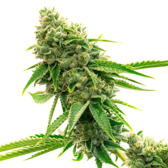 Legend OG Feminized Cannabis Seeds