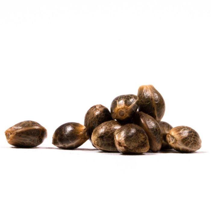 Cinderella 99 Feminized Cannabis Seeds
