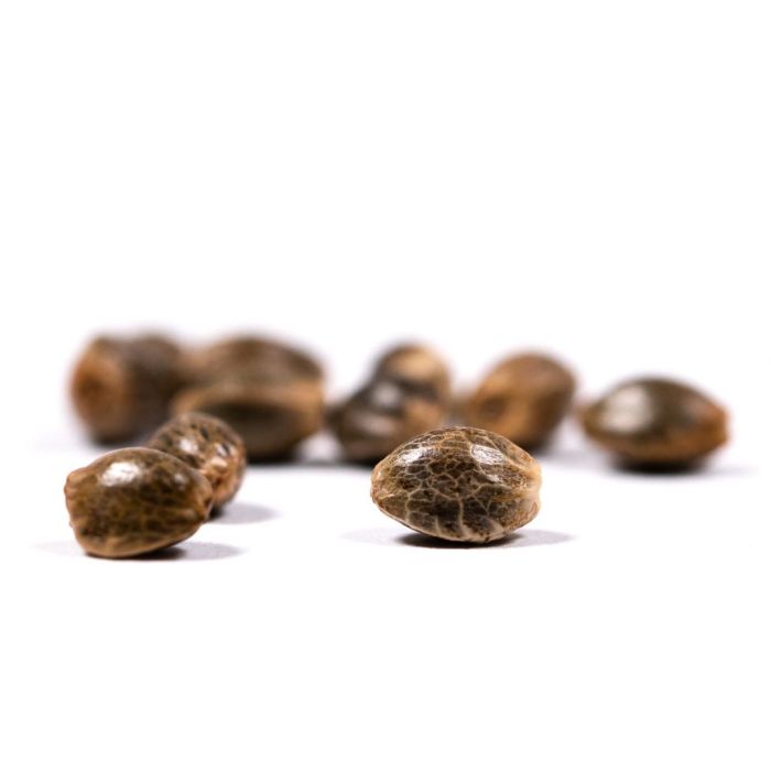 Lemon OG Feminized Cannabis Seeds