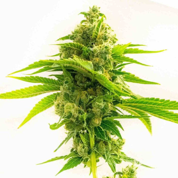 Northern Dawn Feminized Cannabis Seeds