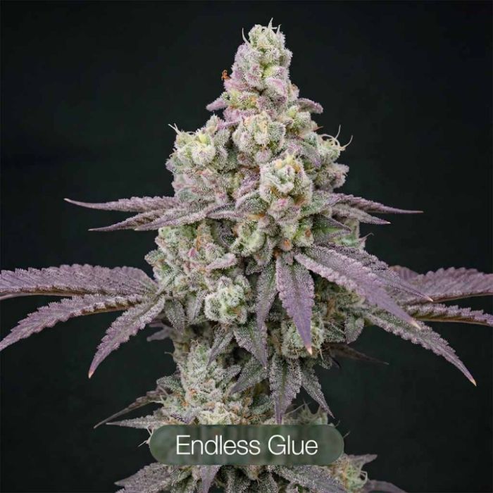 Tropic Thunder Funk + Endless Glue + Daily Grape Clone Bundle