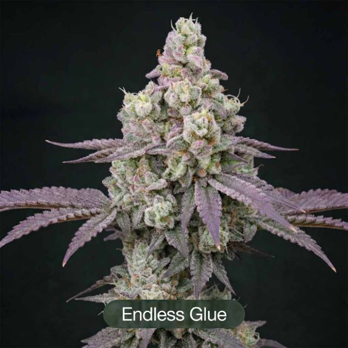 Endless Glue + Black Bacarra + Sunset Spice Clone Bundle
