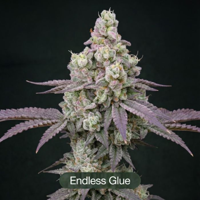 Endless Glue + Octane Mintz + Mimosa Clone Bundle