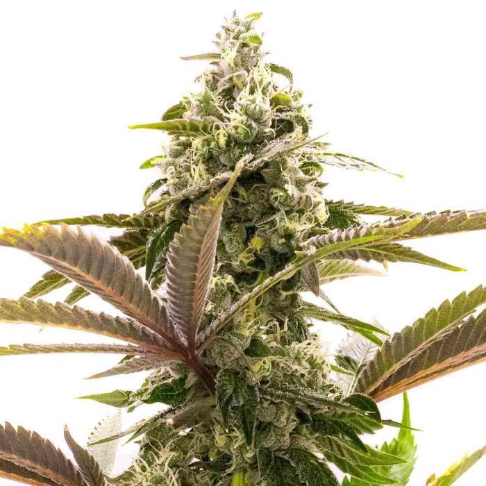 Jack Herer Autoflower Cannabis Seeds