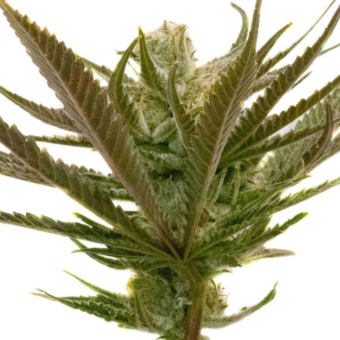Critical Purple Autoflower Cannabis Seeds