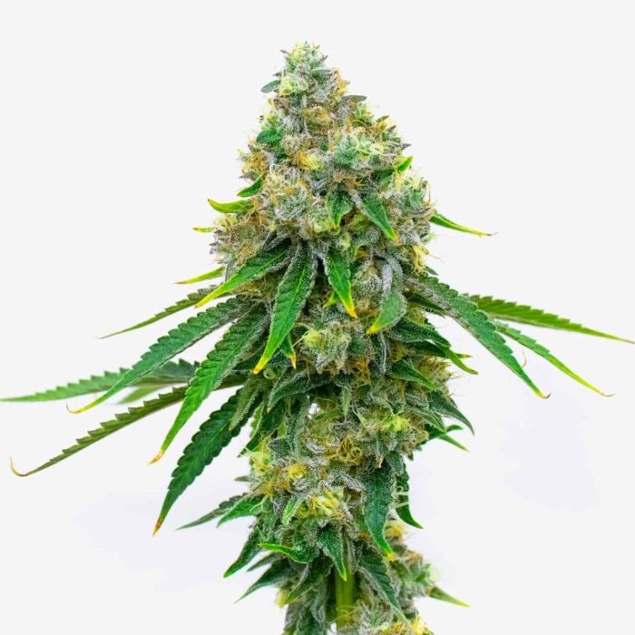 Black Runtz Feminized Cannabis Seeds