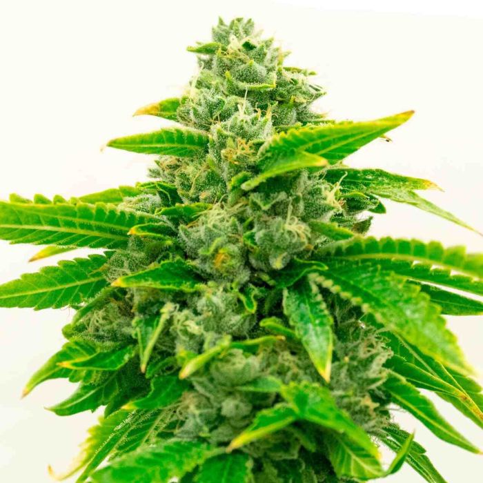 CBD 1-CA Ratio 1:20 Feminized Cannabis Seeds