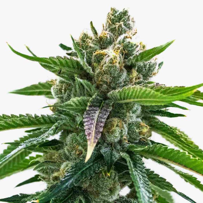 Fruity Pebbles Feminized Cannabis Seeds