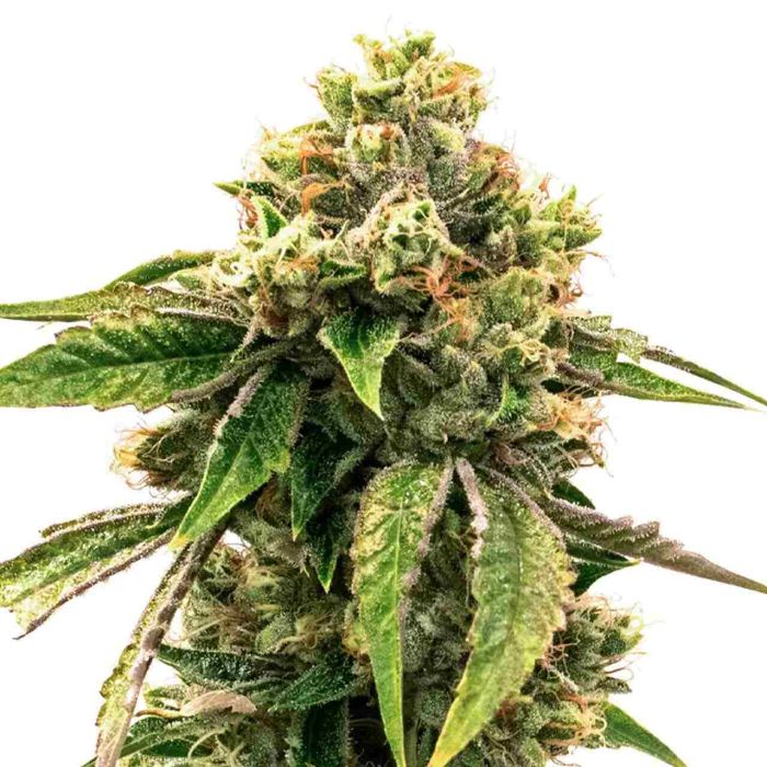 LSD Autoflower Cannabis Seeds