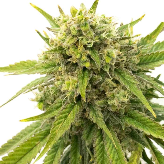 Kyle's Skywalker OG Feminized Cannabis Seeds