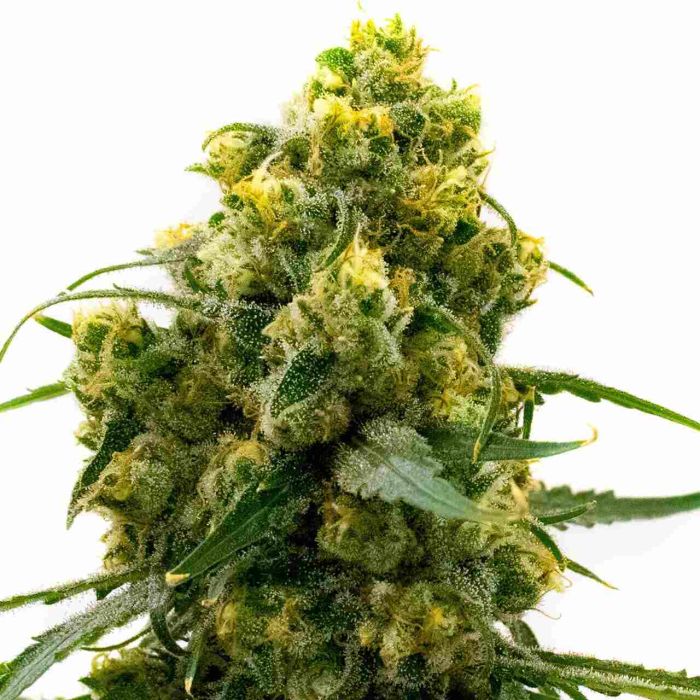 Bruce Banner Regular Cannabis Seeds