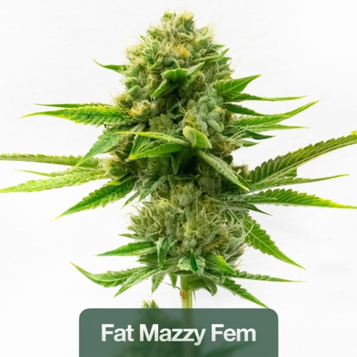 Indoor Feminized Mix Pack