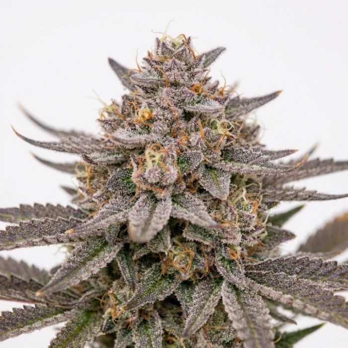 Fatso Autoflower Cannabis Seeds