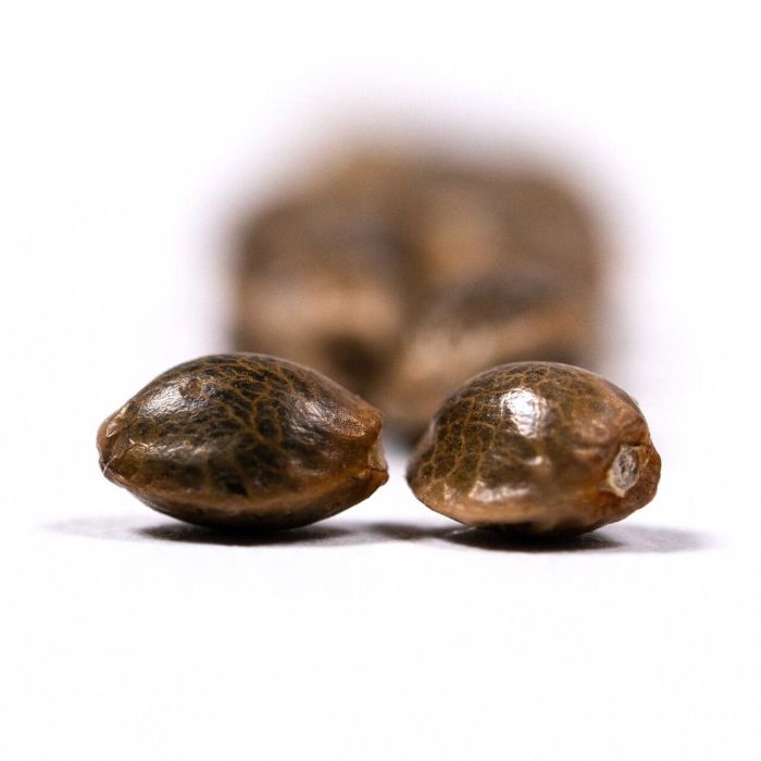 Girl Scout Cookies Autoflower Cannabis Seeds