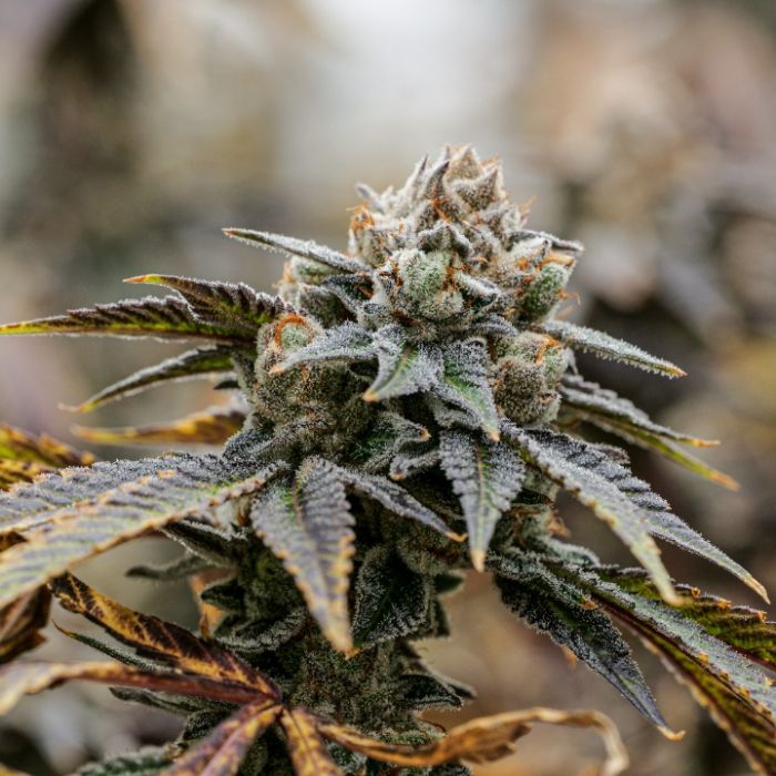 Gastronaut Cannabis Clones