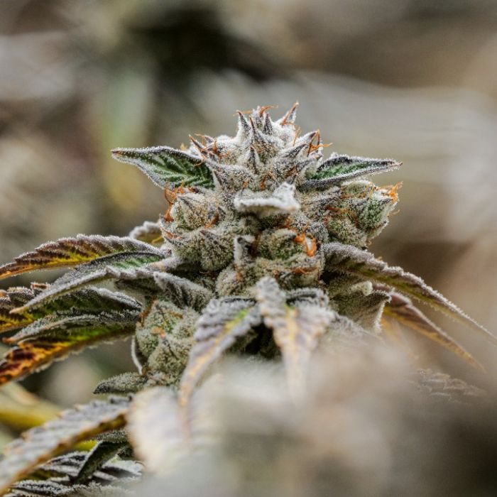 Gastronaut Cannabis Clones