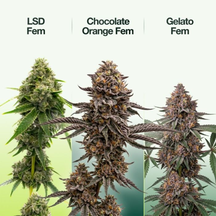 Focus & Creativity Feminized Mix Pack