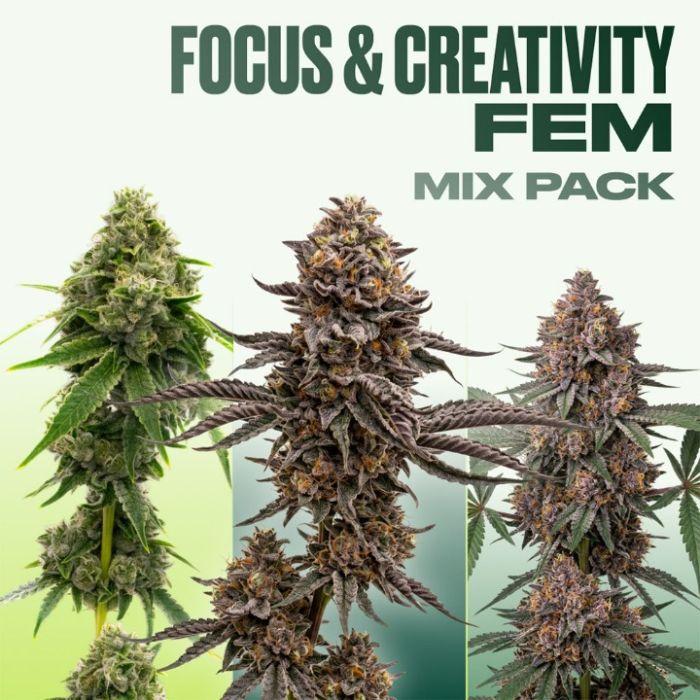 Focus & Creativity Feminized Mix Pack
